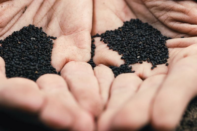 hand holding seeds for planting in the garden
